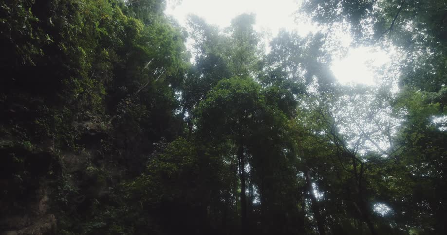 Sunlight filters through a dense canopy of lush green leaves creating a dappled pattern on the forest floor