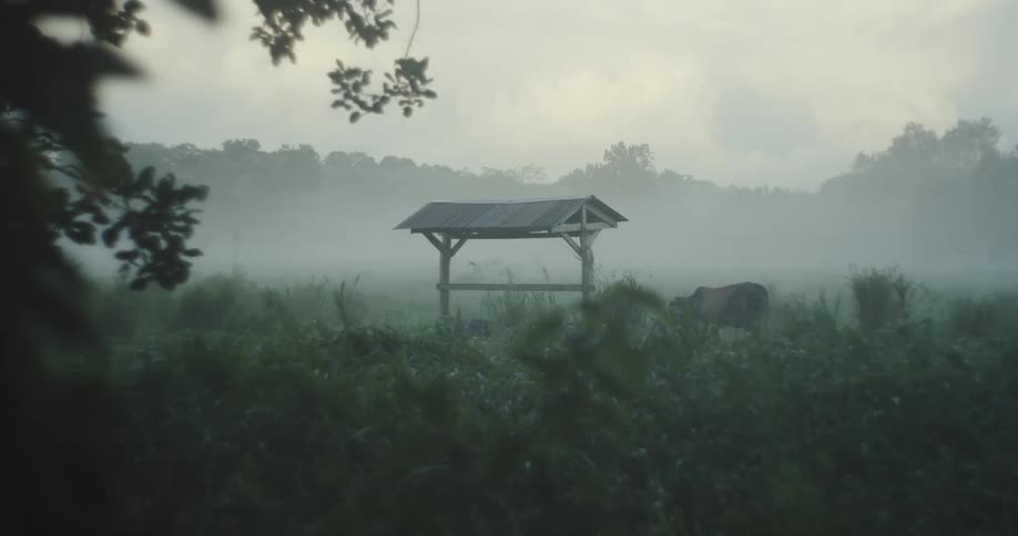 A cow walks over to the well to drink