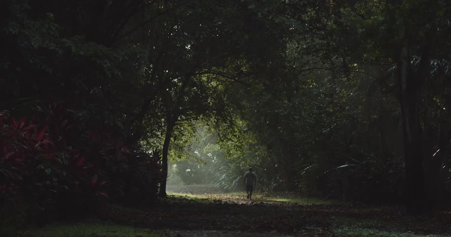 A man walks along a trail in a dense forest on a summer day