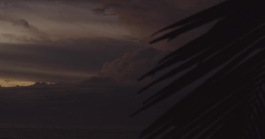 A palm fern against the dusk sky