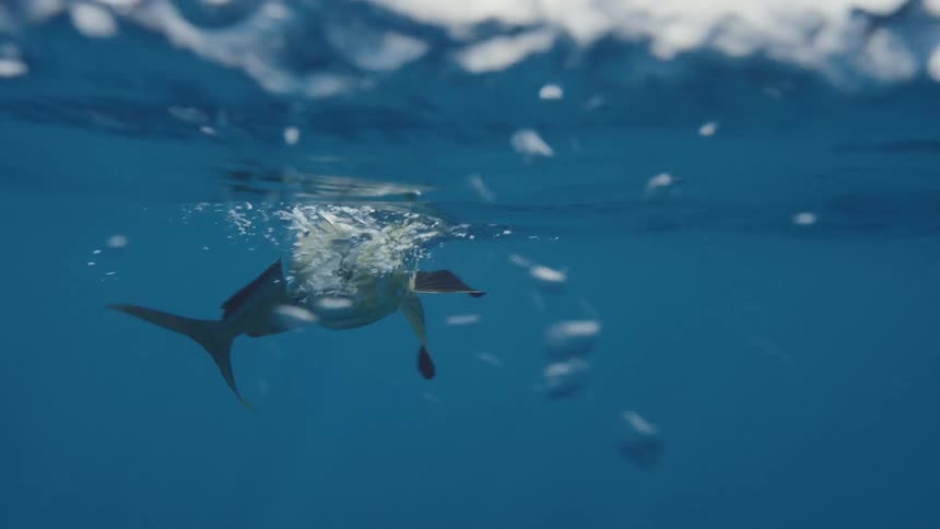Fish swimming towards the surface of the water