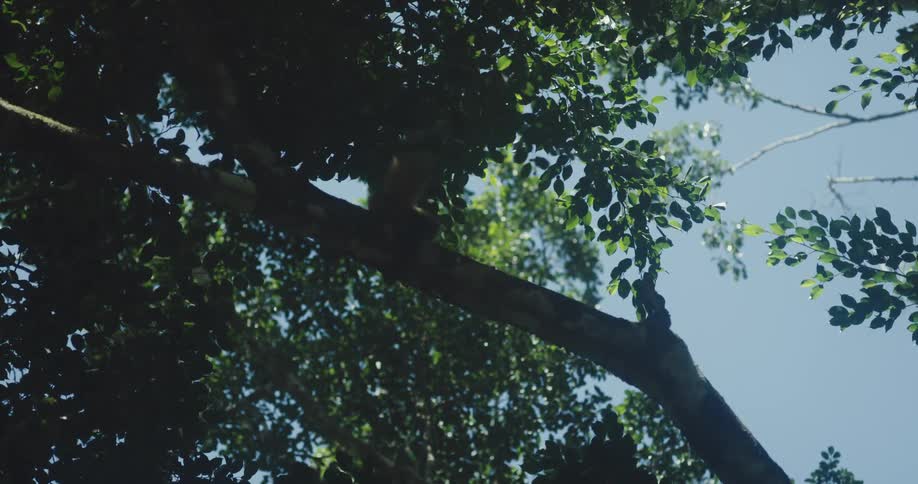Top view of a monkey on a tree trunk with green leaves