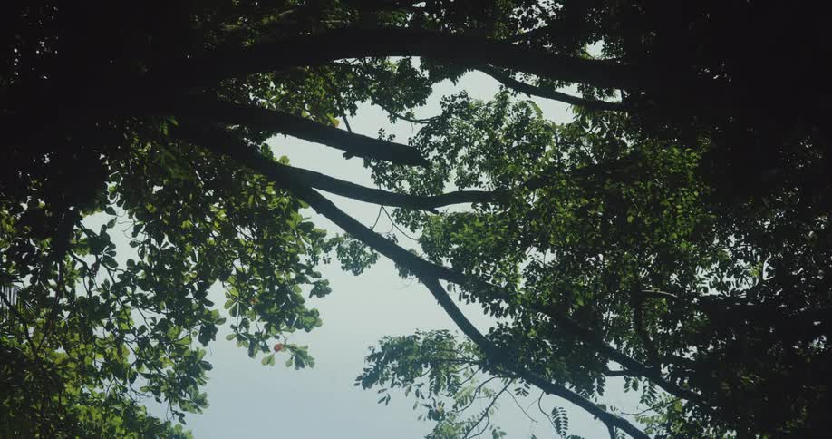 Several branches of a tree with green leaves contrasting with the clear blue sky