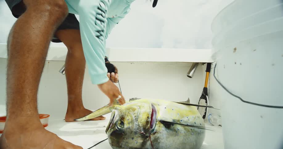 A fisherman ties up a tuna on the boat