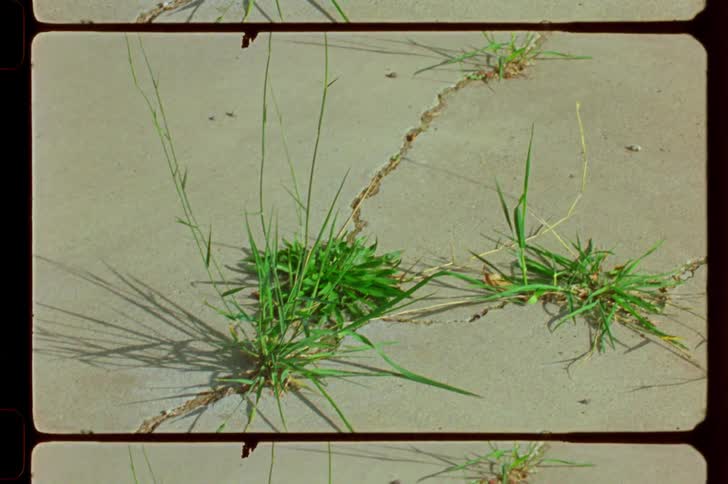 Grass and weeds with flowers grow in the cracks of a sidewalk
