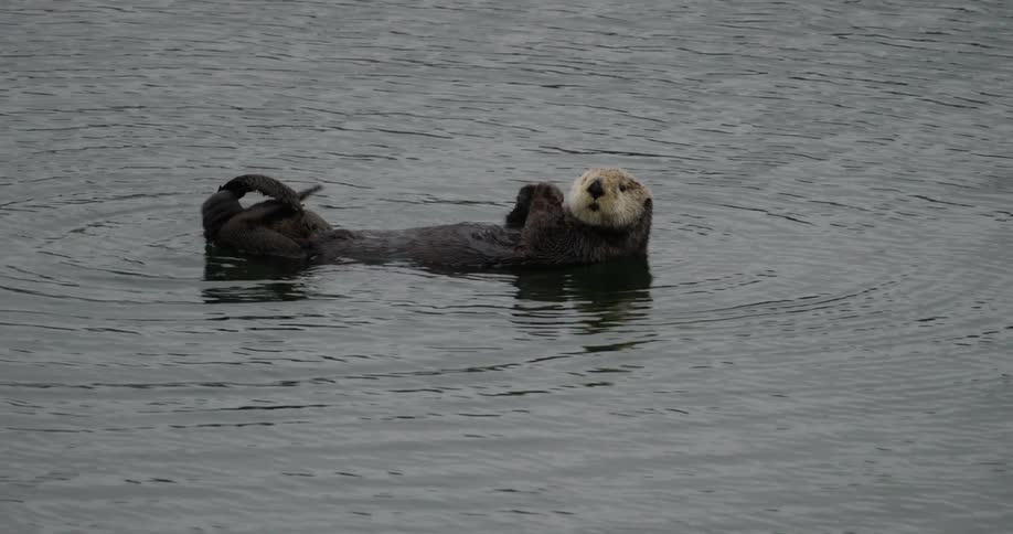 Adorbale otter laying on its back in shallow water cleaning himself