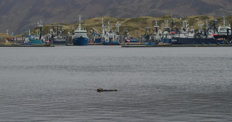 Otter floats on the water in front of a marina with several boats