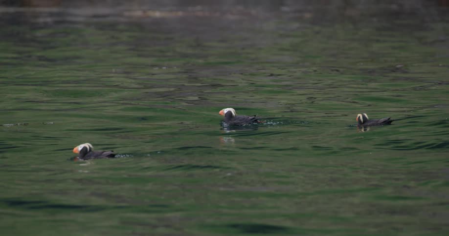 Three puffins float in the water