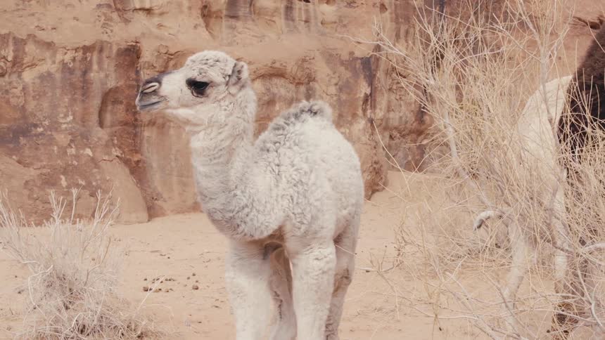 A young camel stands alert in a desert landscape its white fur contrasting against the warm tones of the rocky cliffs and sparse vegetation