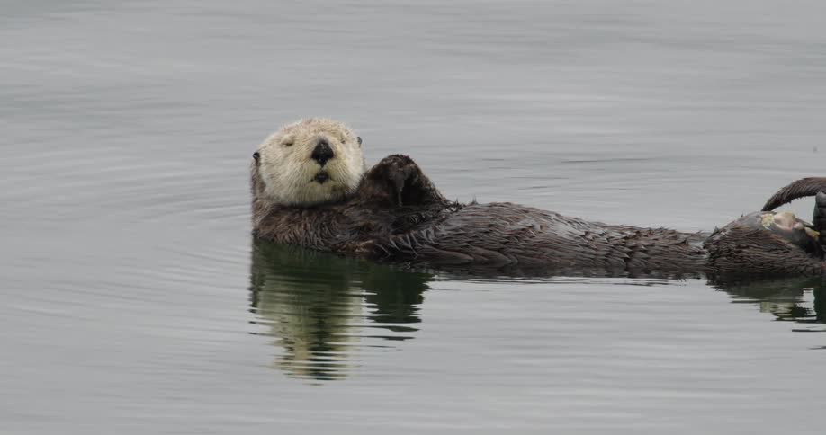A beaver stares as it floats on its back in the water