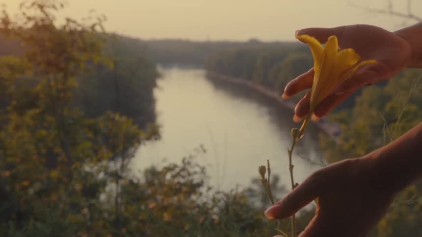 Pair of hands touching a yellow flower