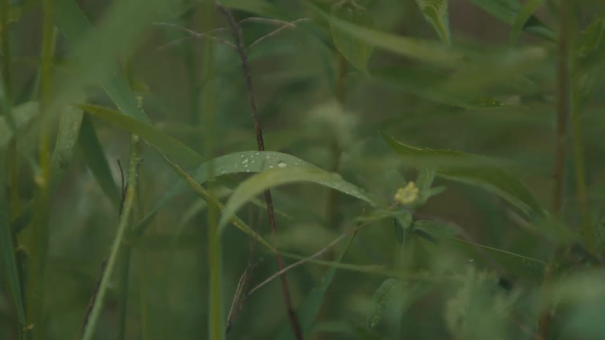 Close up of green leaves with rain water droplets