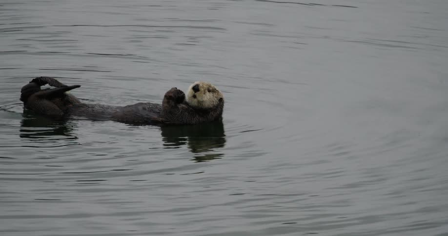 Otter floating in a lake