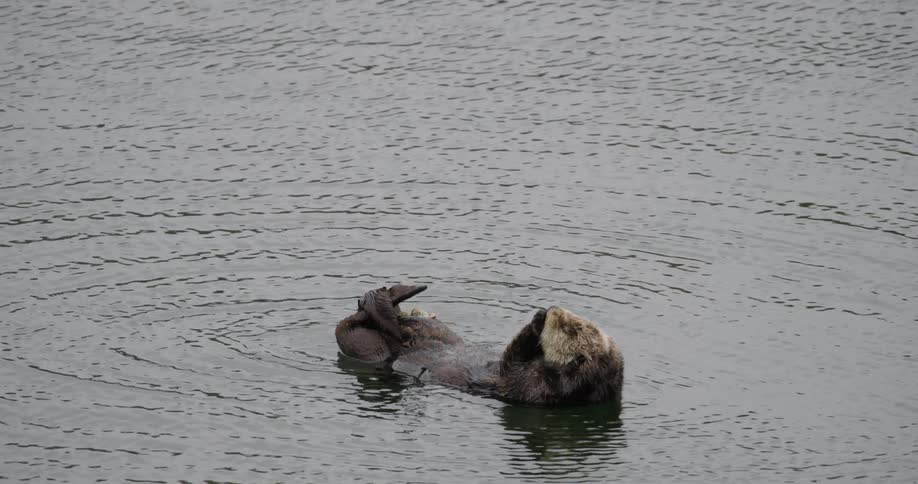 Otter floating belly up in lake