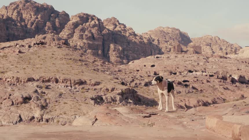 A dog stands on a sandy desert landscape with ancient ruins and rock formations in the background