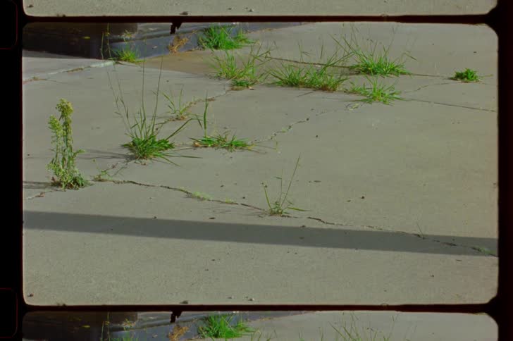 A patch of weeds grows through cracks in a concrete sidewalk