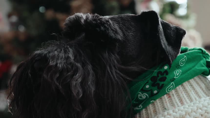 Closeup of a dog wearing a sweater in a room with a christmas tree