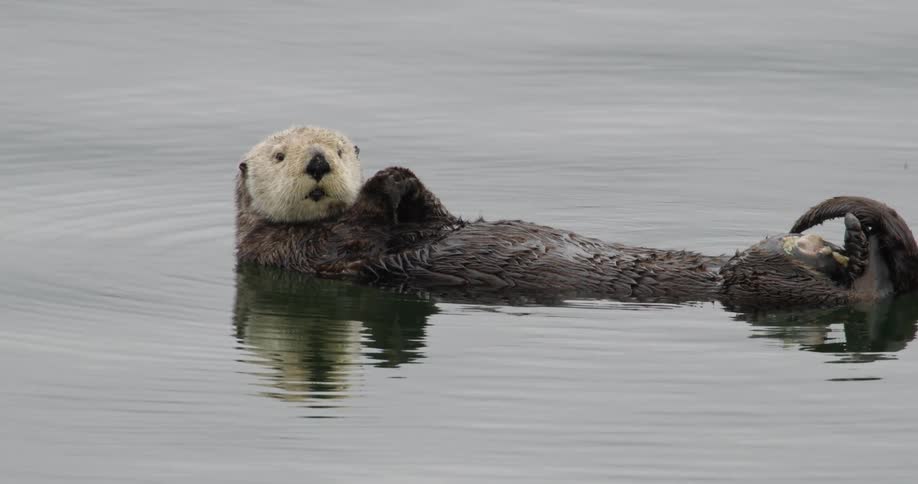 A sea otter floats on its back in calm water with its paws clasped at its chest and another paw at its mouth as if eating