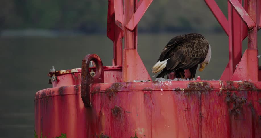 Bald eagle perched on a red metal structure