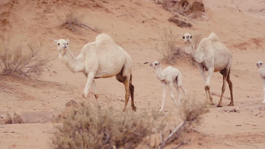 A camel family strolls through a sandy desert landscape with two adults and a young calf walking side by side
