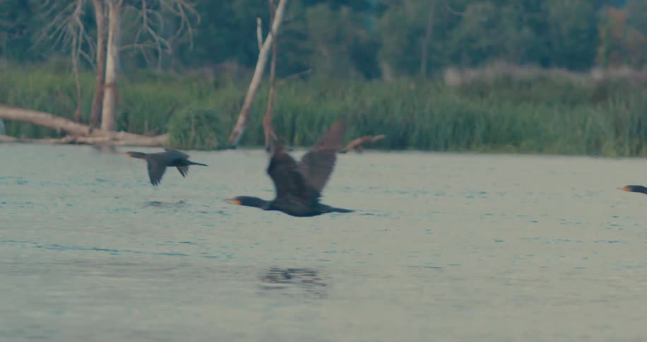 Birds flying across a lake close to the surface
