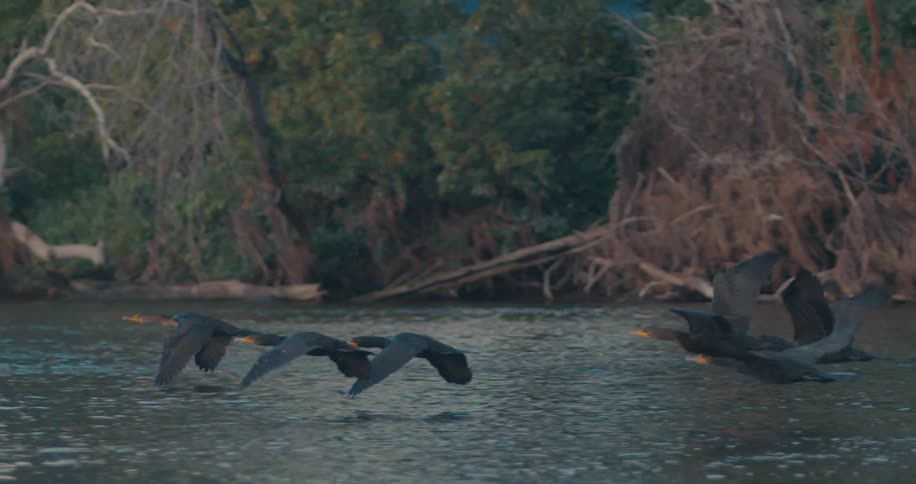 A clip of birds flying over the river