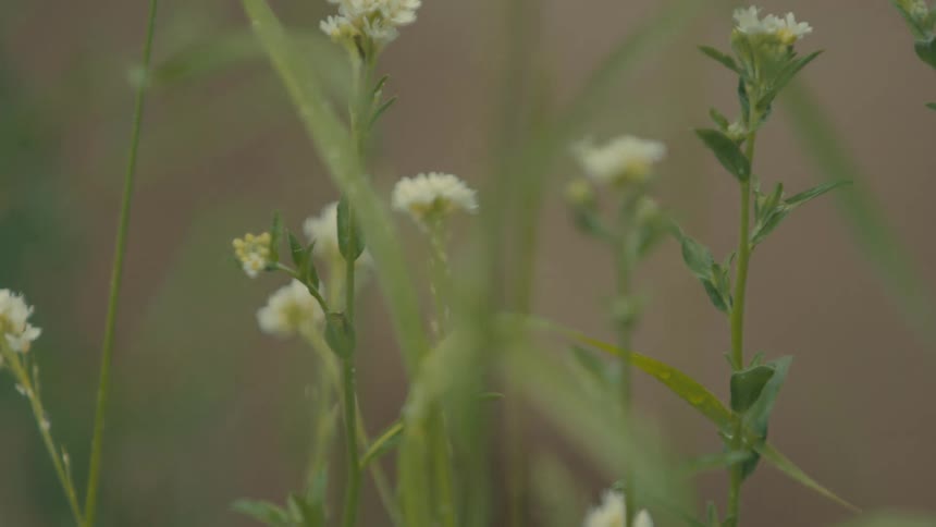 Delicate white flowers sway gently in the breeze their slender stems swaying amidst tall grasses