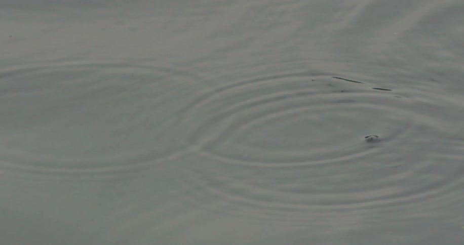 Raindrops falling into a lake