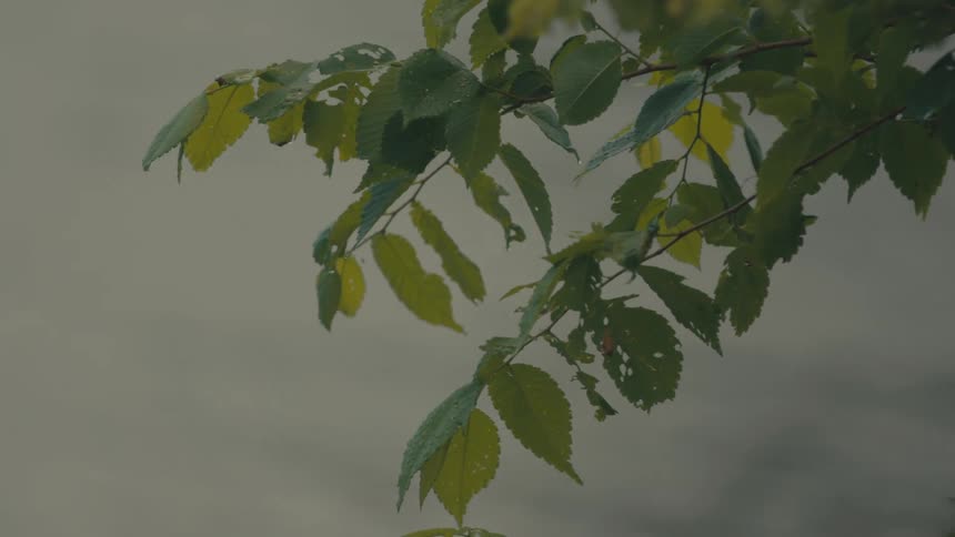 Water droplets cling to the edges of the leaves which are a vibrant shade of green as they sway gently in the breeze above the river shrouded in a veil of mist