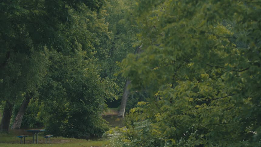 A picnic table sits abandoned in a clearing within a park surrounded by a dense forest of towering trees