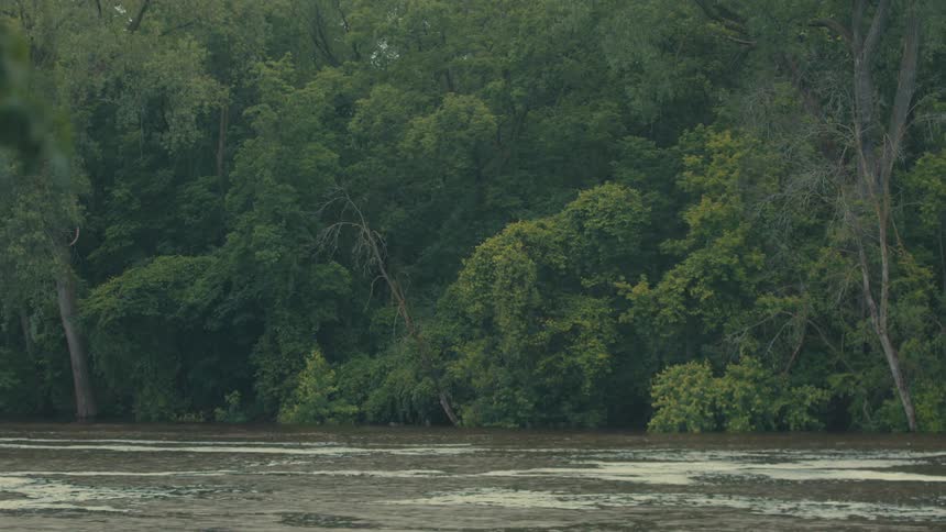 A river flows through a dense forest its waters reflecting the lush green foliage