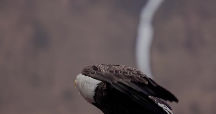 The bald eagle perches on a branch then with a powerful flap of its wings it soars off into the sky