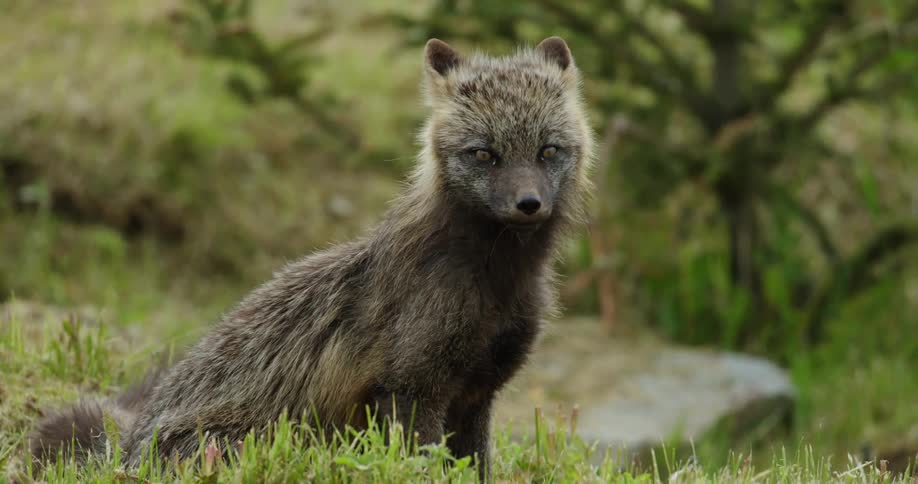 An arctic fox with its thick dark fur and pointed ears perches on a patch of green grass its eyes narrowed as it scans the surrounding area a sense of alertness radiating from its posture
