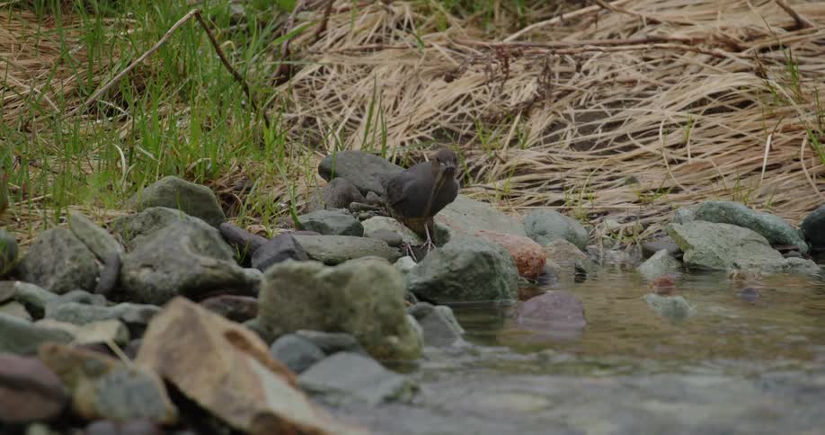 Bird that has caught a fish flies away from a stream