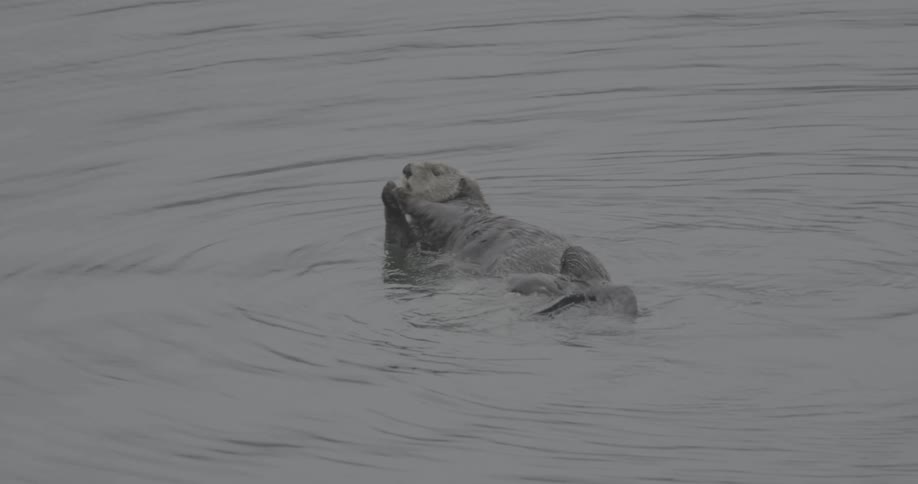 Otter rolling around in the water