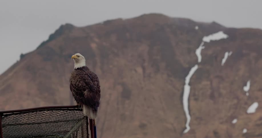 A bald eagle perches on a metal structure its gaze fixed on a snow capped mountain in the distance