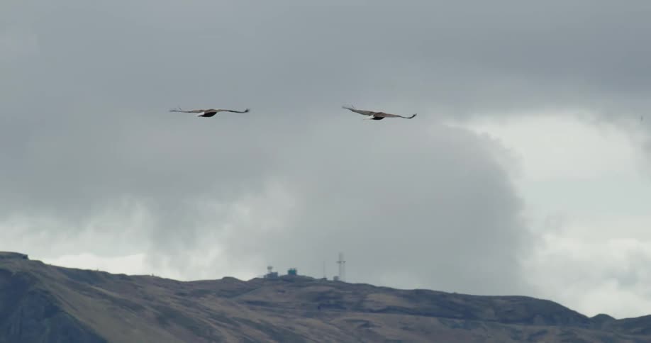 Bald eagles fly over a mountain on a cloudy day