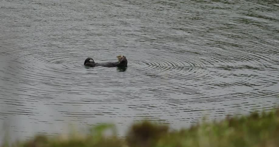 Otter floating in the river