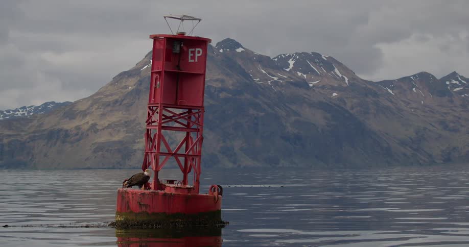 Red sea buoy floats calmly on calm waters with a eagle perched on its mossy base