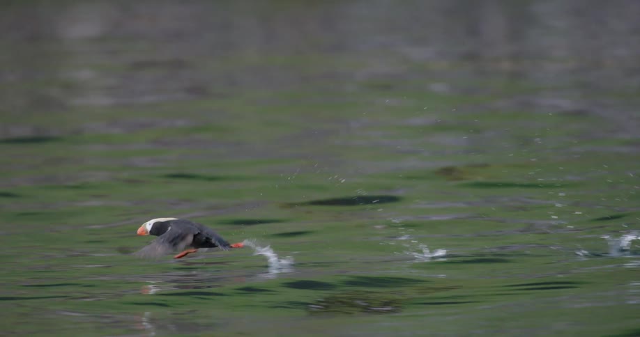 Puffin flying close the body of water at midday