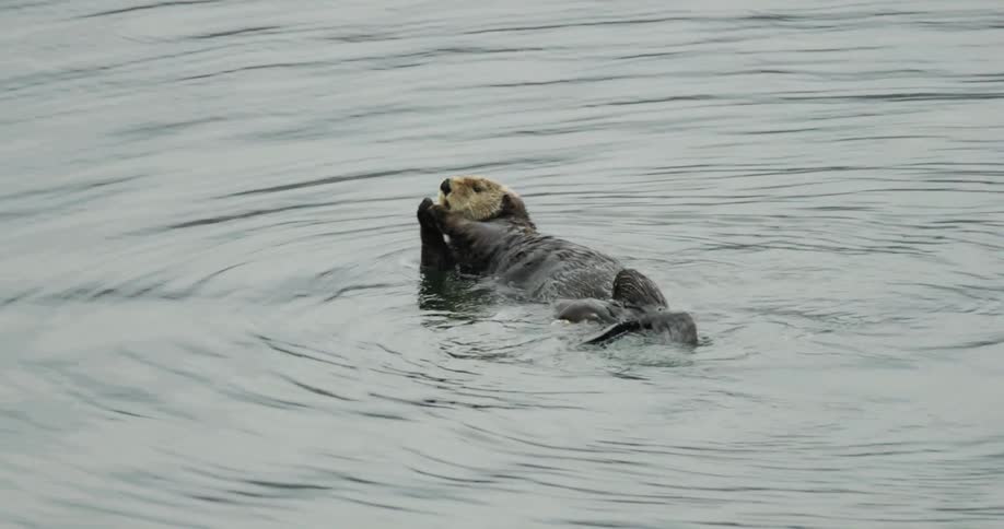 Otter swimming across the river during the day
