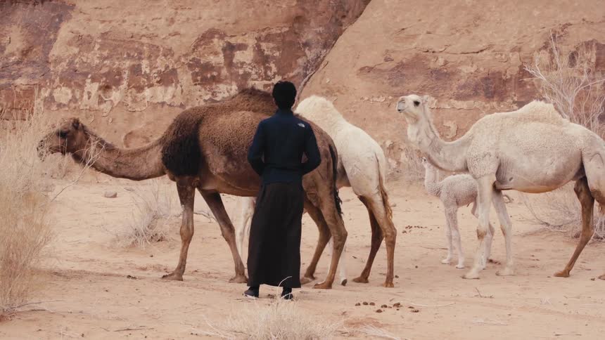 A person stands in a desert landscape with three camels on a rocky terrain