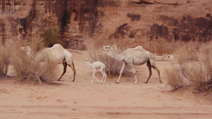 A family of white camels walks through a dry desert