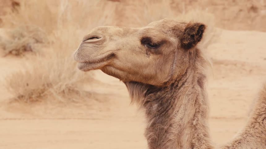 Desert camel chewing and swallowing then looking around