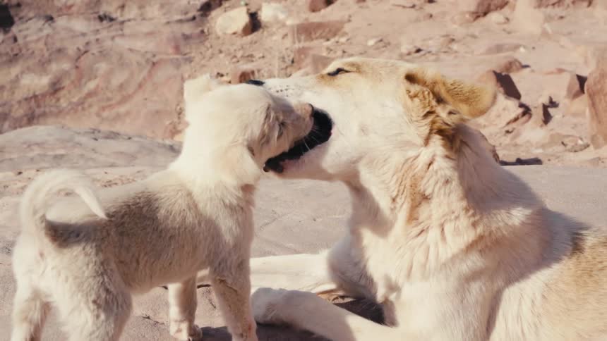 Affectionate scene of an adult dog gently playing with a puppy