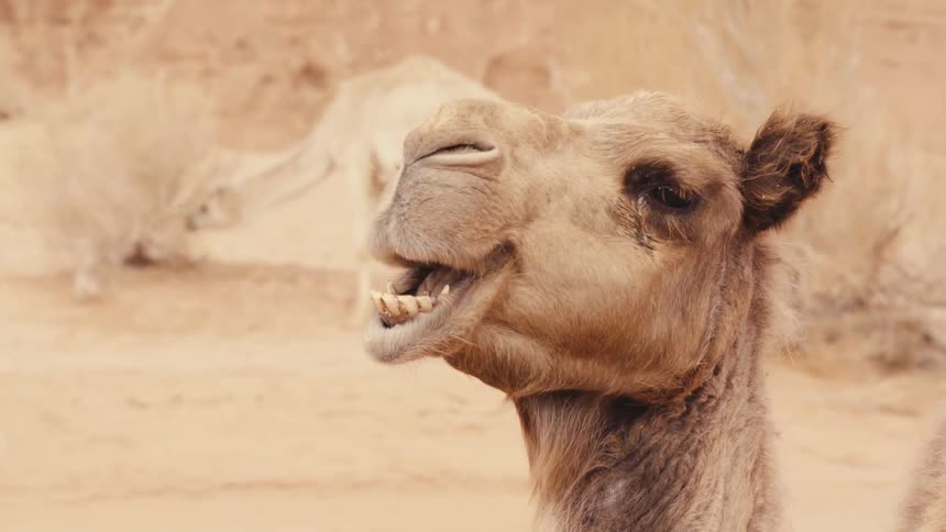 Camel chewing outdoors