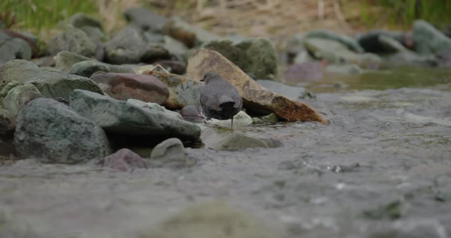 A bird hops along rocks along a river