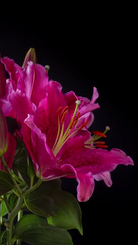 Close up of the pink buds of a flower opening
