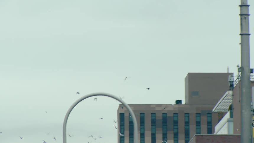 A clip of birds flying in the community