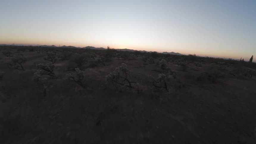 Desert plants rise out of the soil with mountains looming in the distance